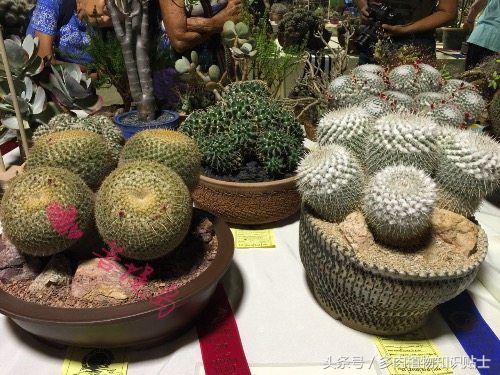 仙人掌有什么知识,仙人掌植物生长的小知识