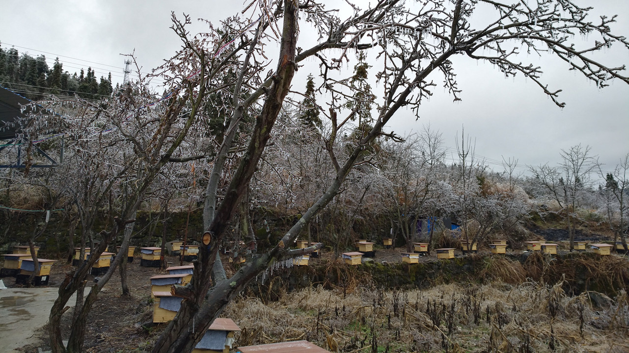 养蜂最新春繁法及关注事项,蜜蜂春旱怎么处理