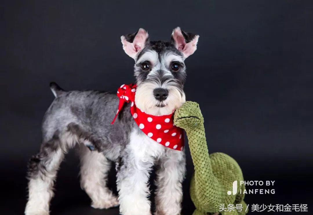 养狗人请关注,养狗人要经过学习持证养狗