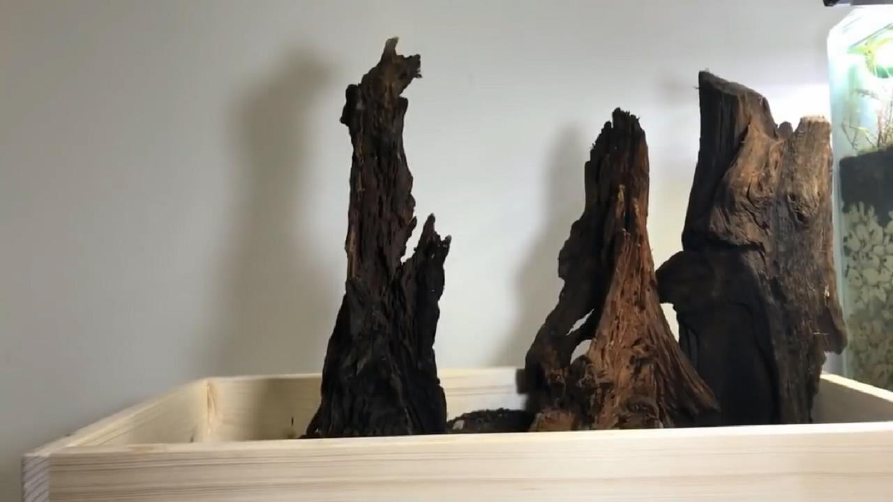 草缸造景维护教程,苔藓造景雨林缸新手