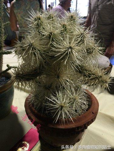 仙人掌有什么知识,仙人掌植物生长的小知识