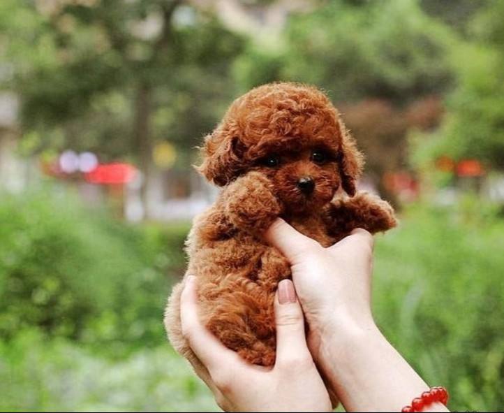 鉴别泰迪犬的优良品种,怎样鉴别泰迪犬是否纯