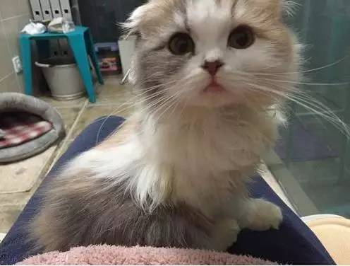 治疗猫癣过程关注什么,猫咪预防猫癣用什么药比较好