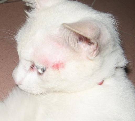 治疗猫癣过程关注什么,猫咪预防猫癣用什么药比较好