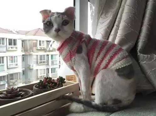 治疗猫癣过程关注什么,猫咪预防猫癣用什么药比较好