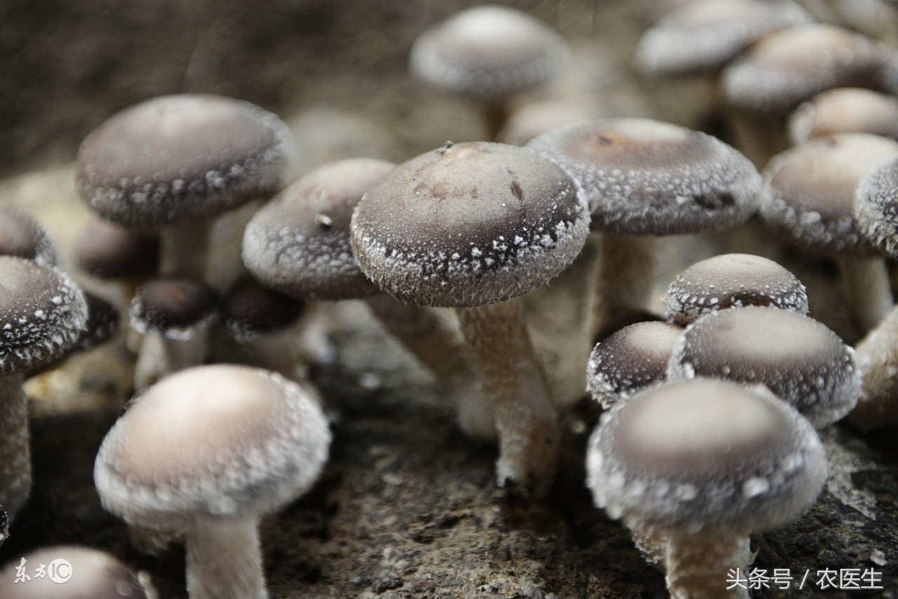 香菇种植有哪些病虫害,香菇虫害防治