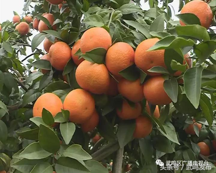 武鸣沃柑开园上市,武鸣沃柑2024发布现场