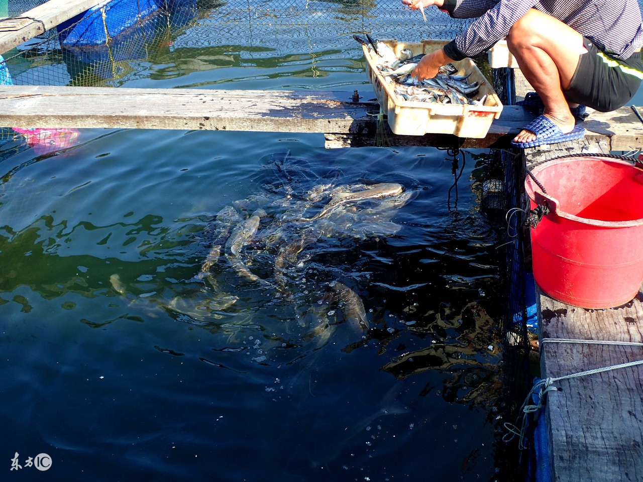 养殖水产一年几十万,水产养殖网箱可以用几年