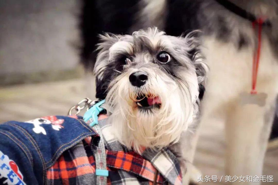 养狗人请关注,养狗人要经过学习持证养狗