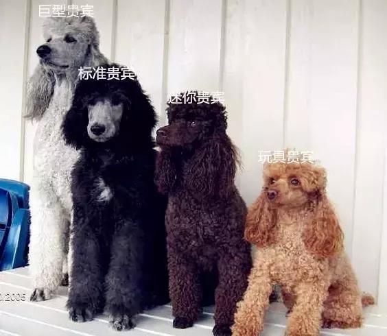 鉴别泰迪犬的优良品种,怎样鉴别泰迪犬是否纯