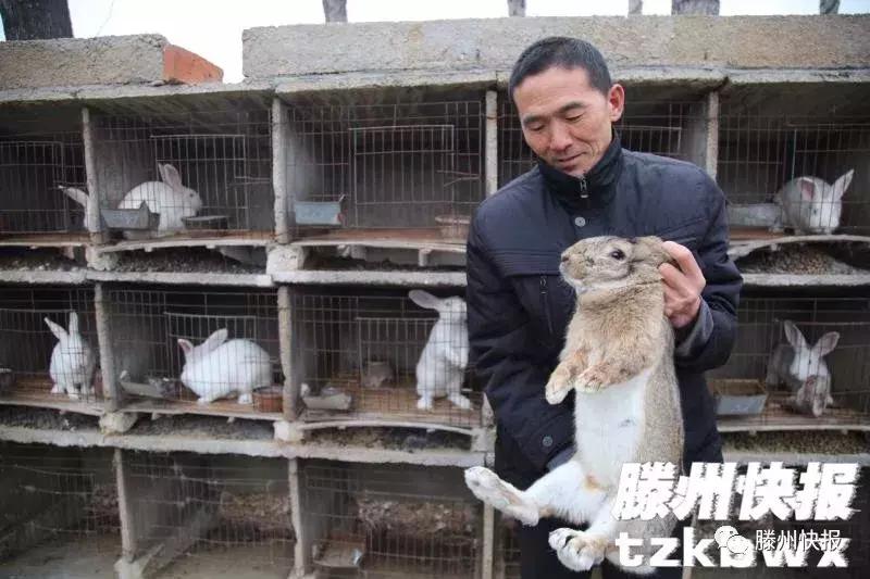 滕州有个“兔专家”，立志打造中国制造品牌
