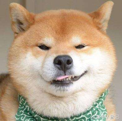 狗年将至，三只狗告诉我什么叫“知心的朋友，暖脚的老狗”