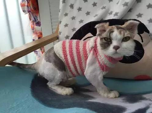 治疗猫癣过程关注什么,猫咪预防猫癣用什么药比较好