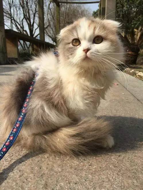 治疗猫癣过程关注什么,猫咪预防猫癣用什么药比较好