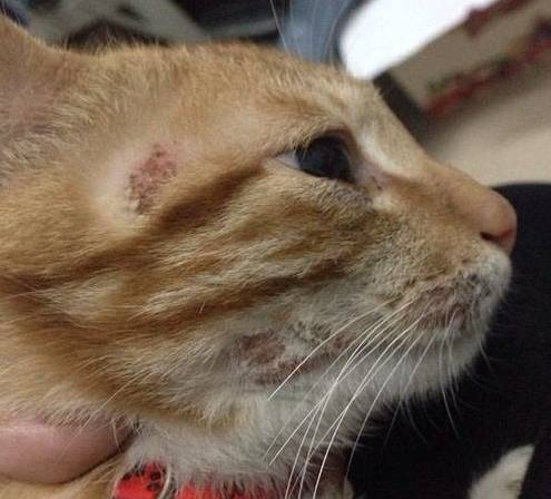 治疗猫癣过程关注什么,猫咪预防猫癣用什么药比较好