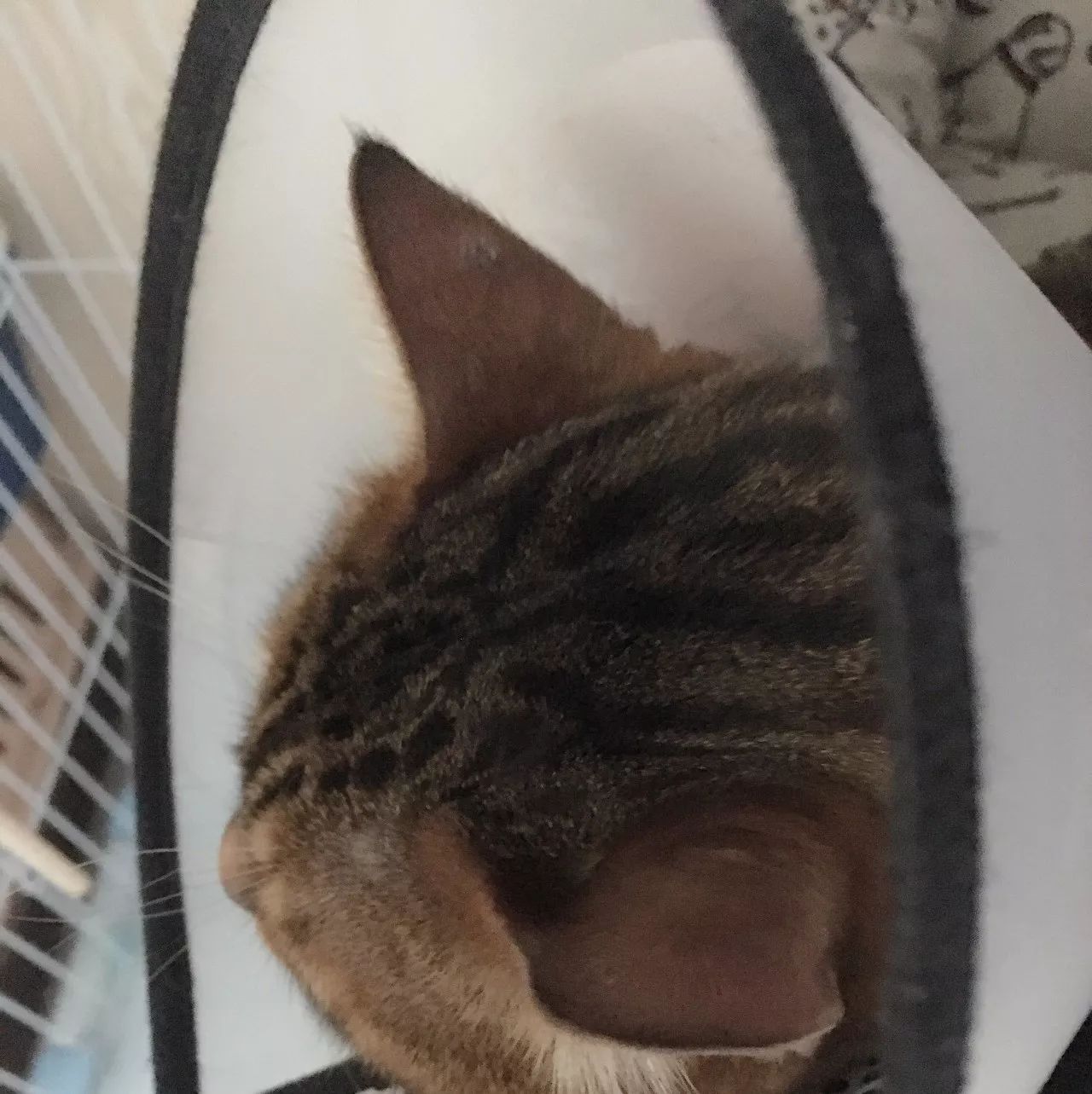 治疗猫癣过程关注什么,猫咪预防猫癣用什么药比较好