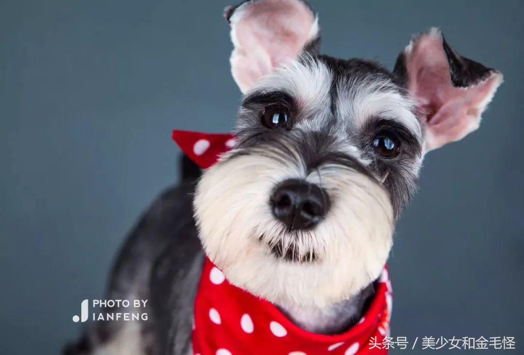 养狗人请关注,养狗人要经过学习持证养狗