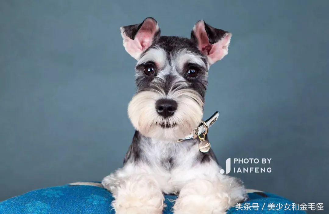 养狗人请关注,养狗人要经过学习持证养狗