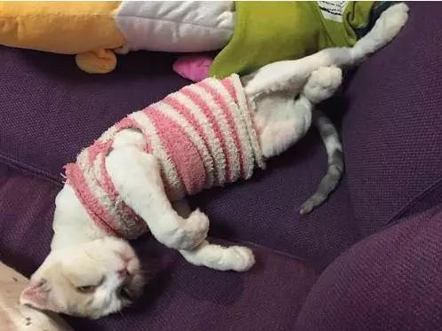 治疗猫癣过程关注什么,猫咪预防猫癣用什么药比较好