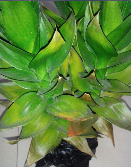 观音竹怎么养才能更旺盛,观音竹叶子发黄怎么办放点儿什么