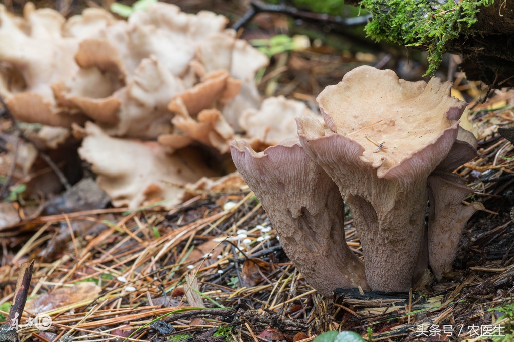 香菇种植有哪些病虫害,香菇虫害防治