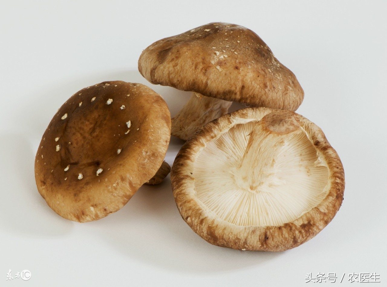 香菇种植有哪些病虫害,香菇虫害防治