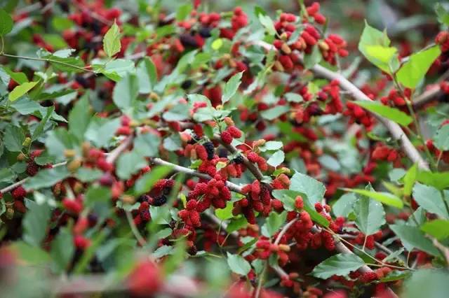 这个季节江西适合去哪里旅游,江西必玩的五A景区