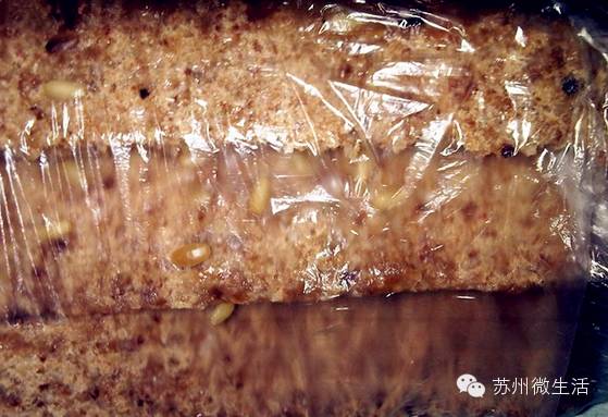 苏州十大老字号糕点,苏州必买的糕点有哪些