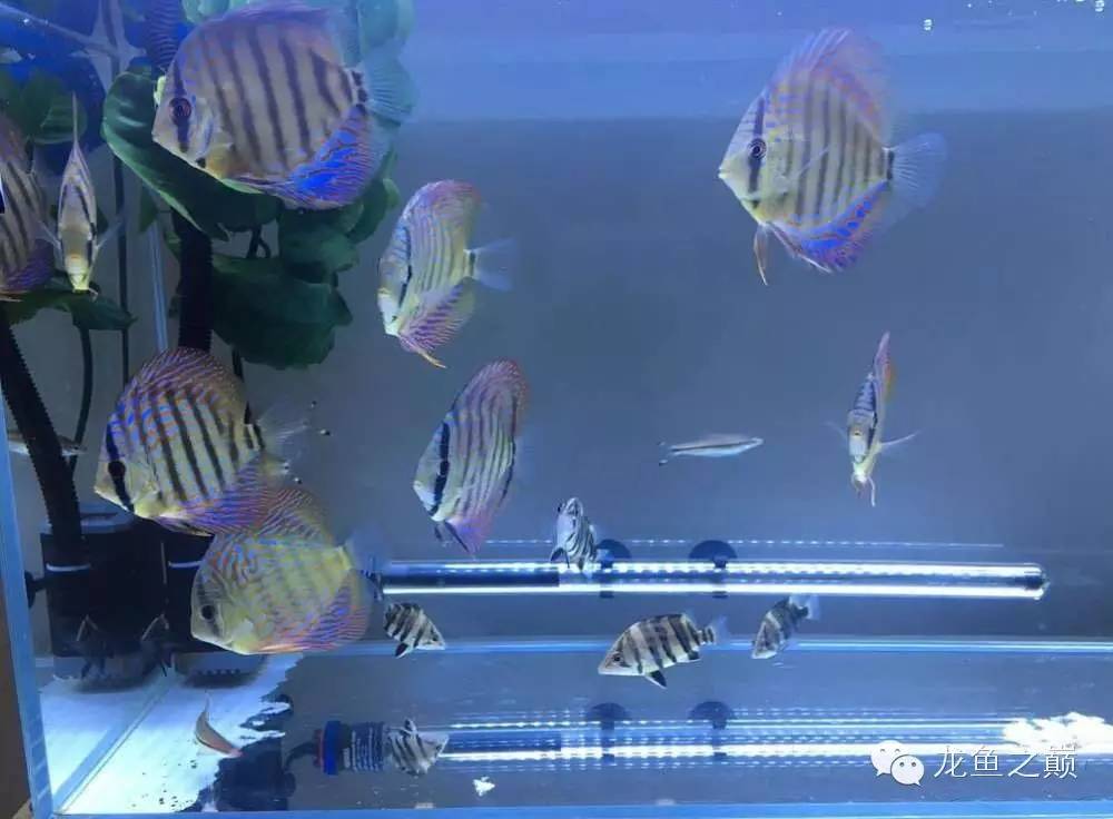 太给力了！8大招完美攻陷金龙鱼！