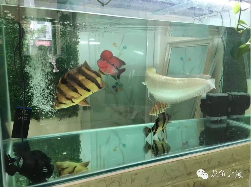 太给力了！8大招完美攻陷金龙鱼！