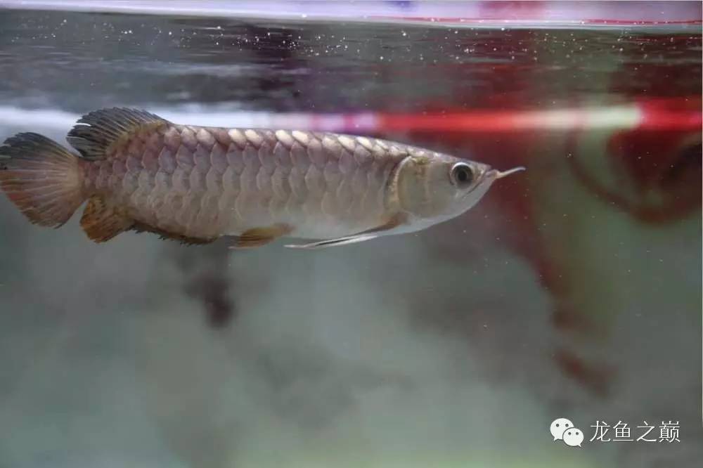 太给力了！8大招完美攻陷金龙鱼！