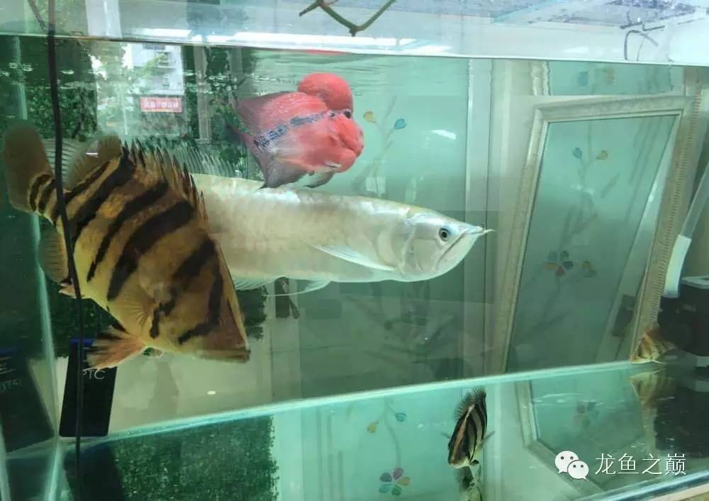 太给力了！8大招完美攻陷金龙鱼！