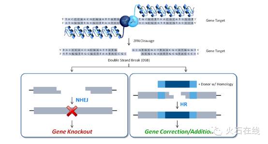 火视212|sangamo再次突破：永久治愈单基因的遗传性疾病