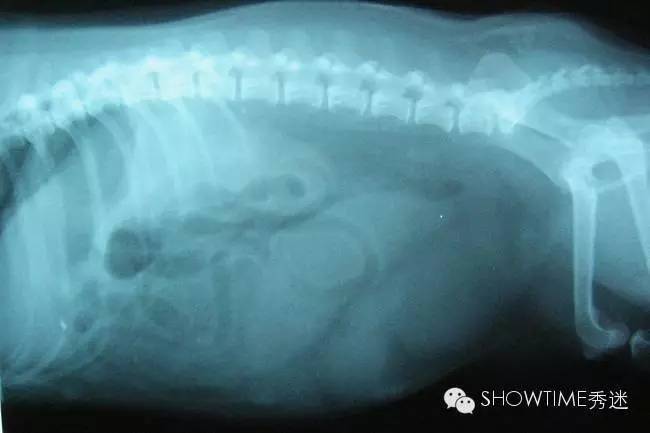 IsItTrue？未生育的狗狗比生育过的狗狗得子宫蓄脓的比例高？