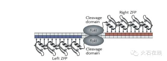 火视212|sangamo再次突破：永久治愈单基因的遗传性疾病