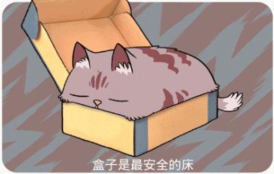 新手养猫指南铲屎官必看,铲屎官需要知道45条养猫知识科普