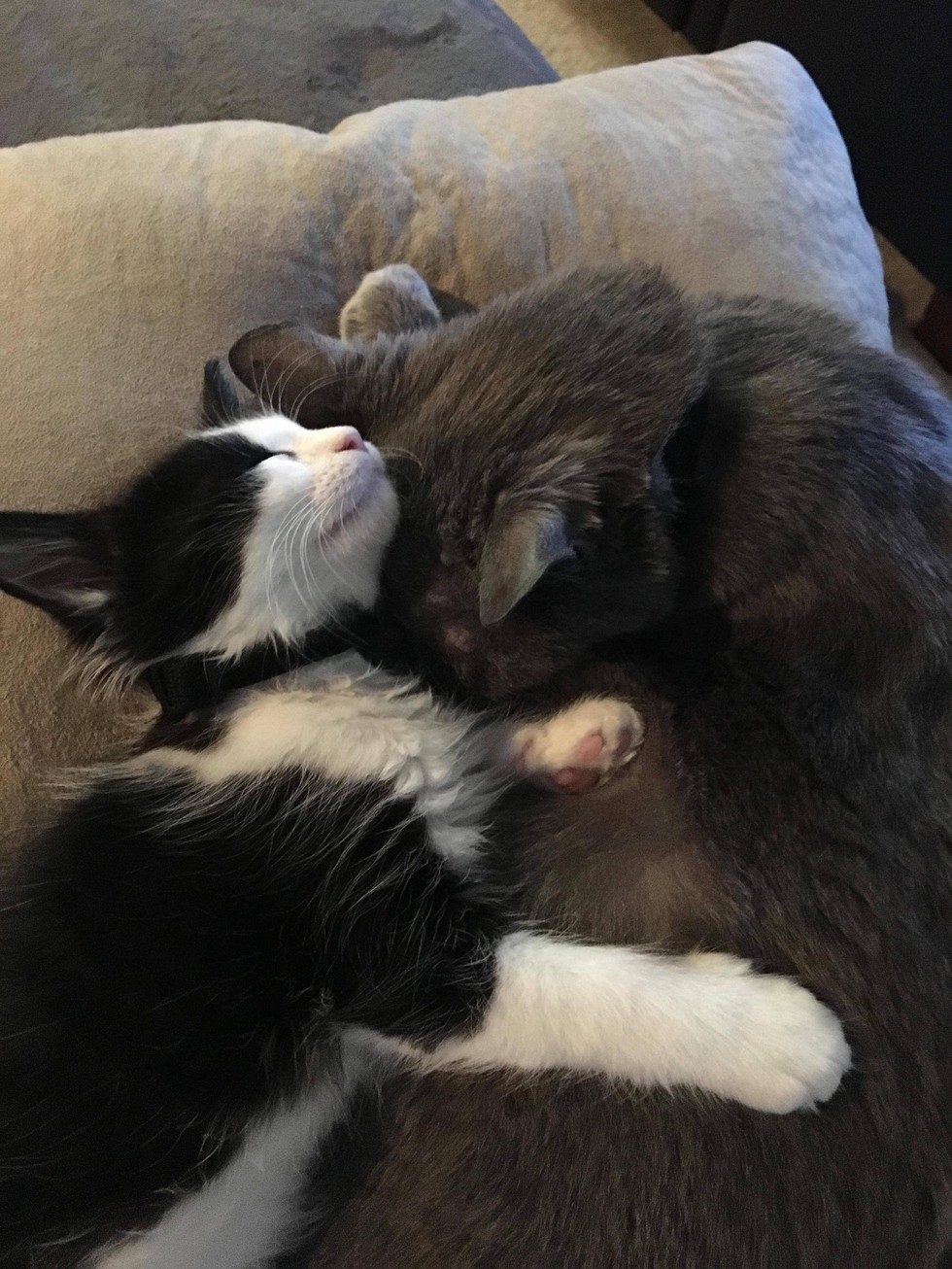 小流浪猫怕人可以强制抓回去吗,流浪猫主动求收养被赶走