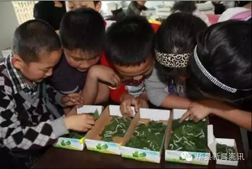 老家白白胖胖的白色虫子,小时候白色的虫子