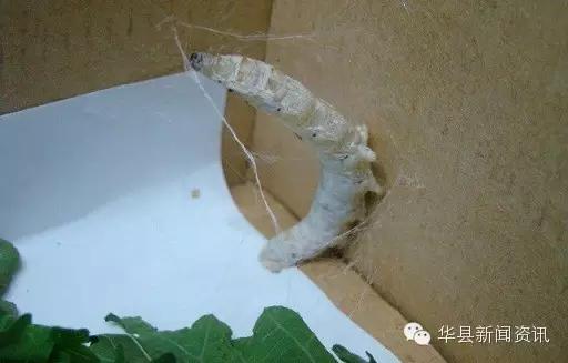 老家白白胖胖的白色虫子,小时候白色的虫子