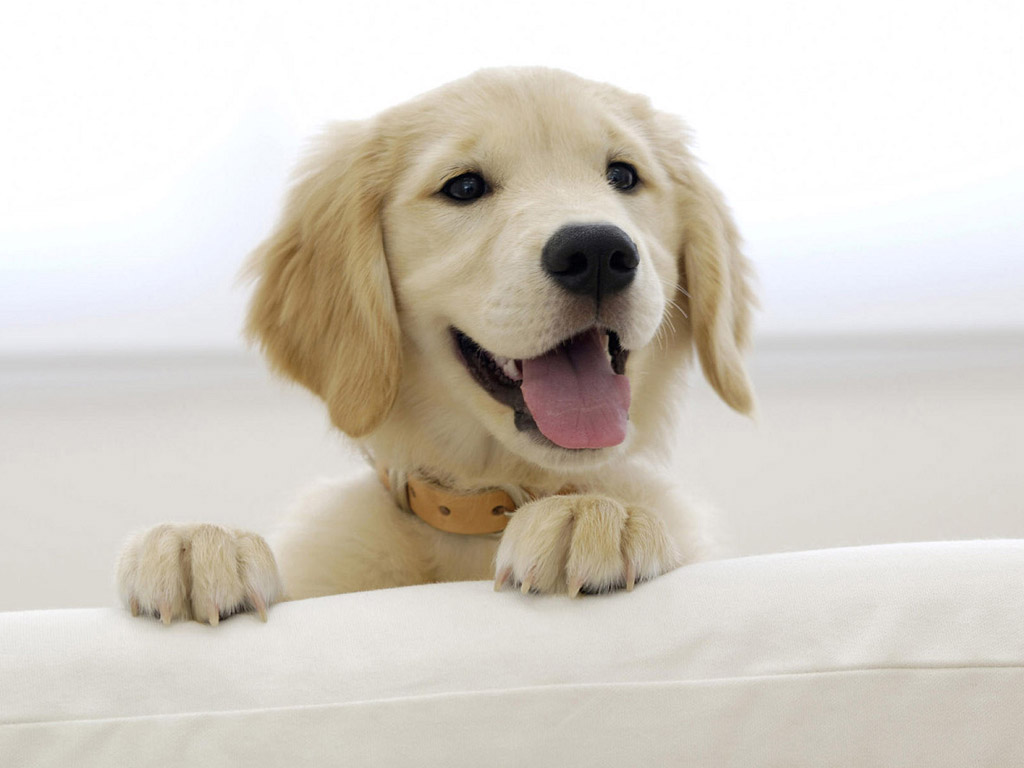 家长们应该了解的一些狗狗日常知识