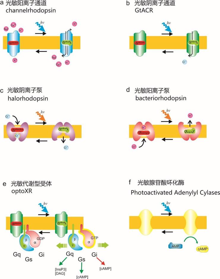 与遗传学有关的诺贝尔奖,光遗传学基因疗法