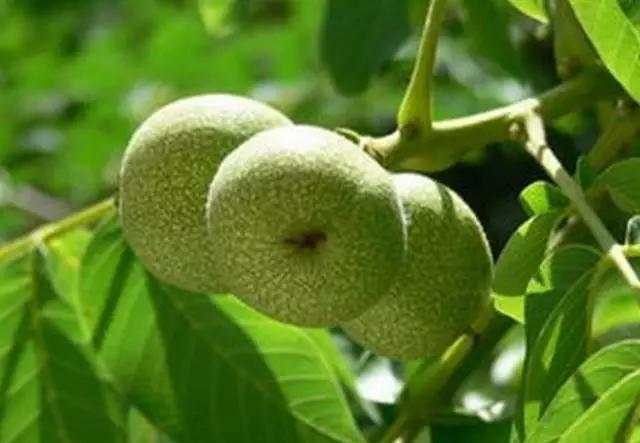 核桃全身都是宝顺口溜,核桃浑身是宝