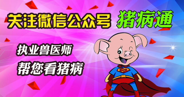 母猪蹄裂是什么原因引起的,母猪蹄裂用什么药