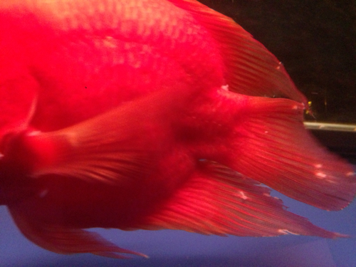 快速治疗鹦鹉鱼白点,鹦鹉鱼白点病加温几天