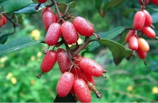 这些水果你一定不能错过,这些水果一定要多吃抓紧收藏