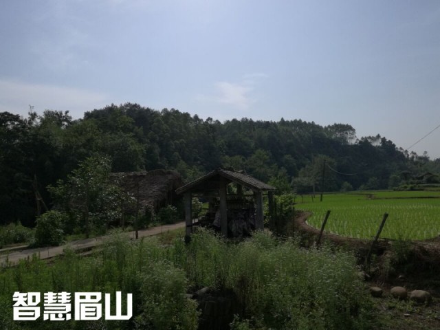 眉山百年古水碾“强悍”依旧，碾出米来“香得很”！