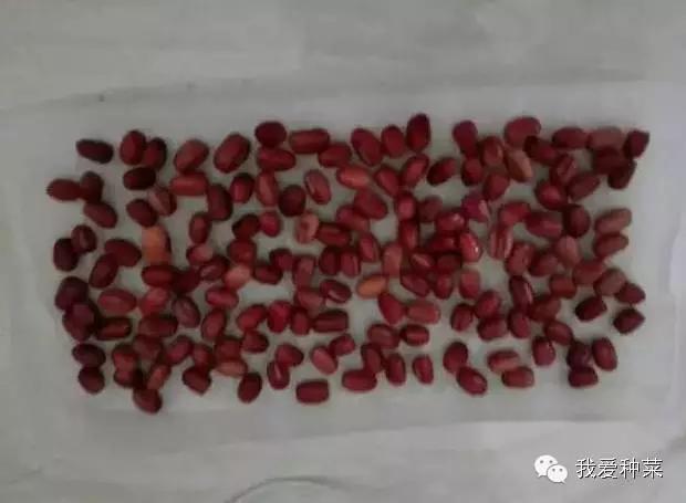 纸上种菜视察记录,纸上种菜