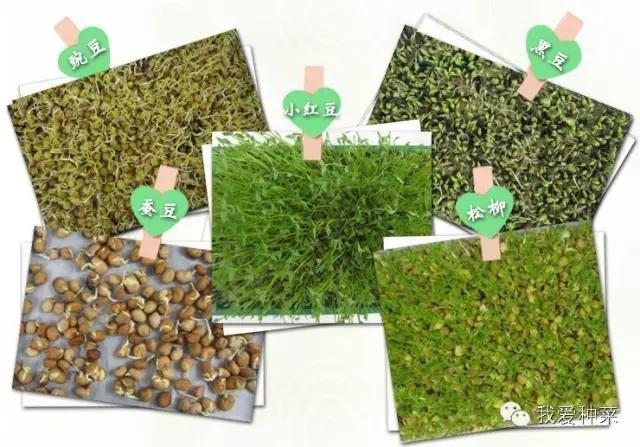 纸上种菜视察记录,纸上种菜