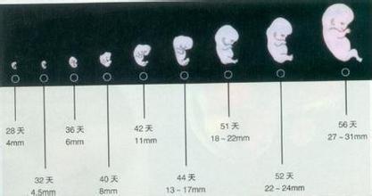 胖孕妇适合顺产还是剖腹产,剖腹产刀口多厚二胎适合顺产