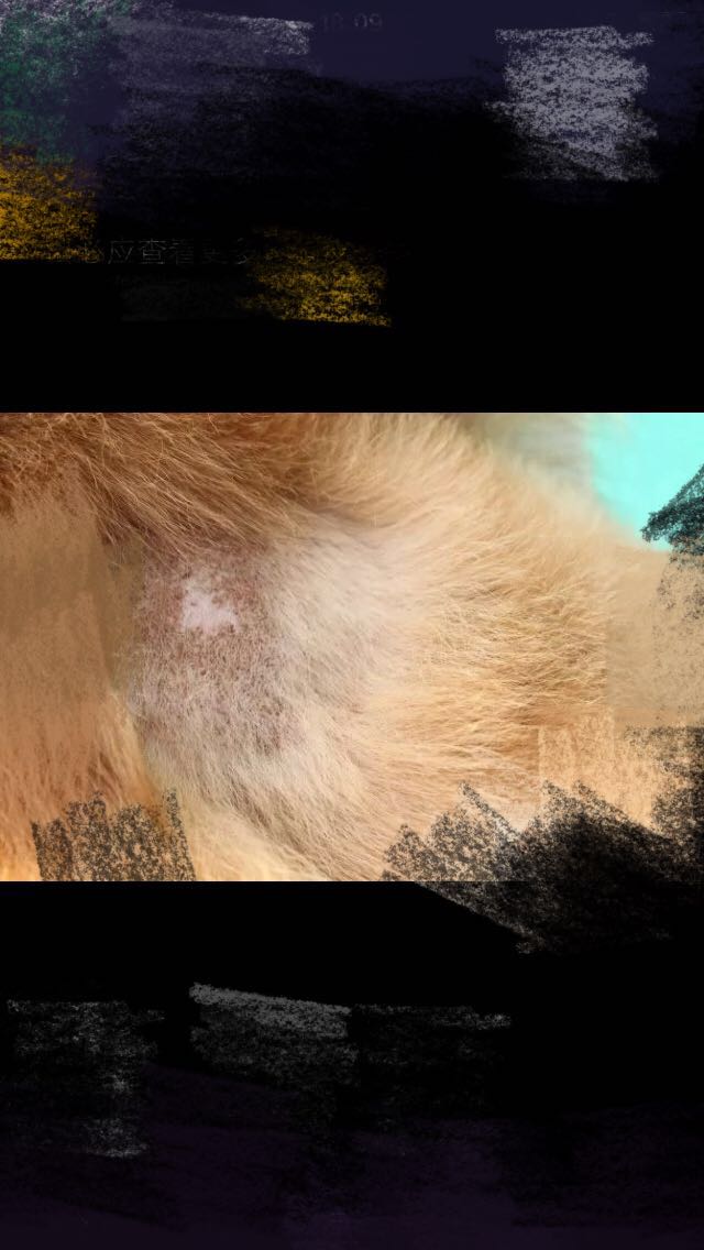宠物医生如何预防狂犬病,宠物猫狗在什么环境下会得皮肤病